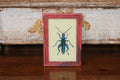 Vintage Reverse Glass Bright Blue Insect in a Pink Reeded Frame