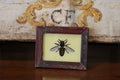 Vintage Reverse Glass Petite Bee with Purple Frame