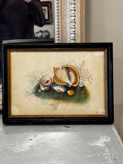Antique 19th Century Seaside Watercolor - Shells & Coral