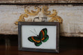 Vintage Reverse Glass Green Butterfly