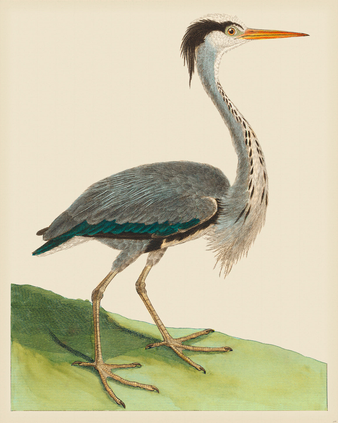 Martinet Magnified 755B