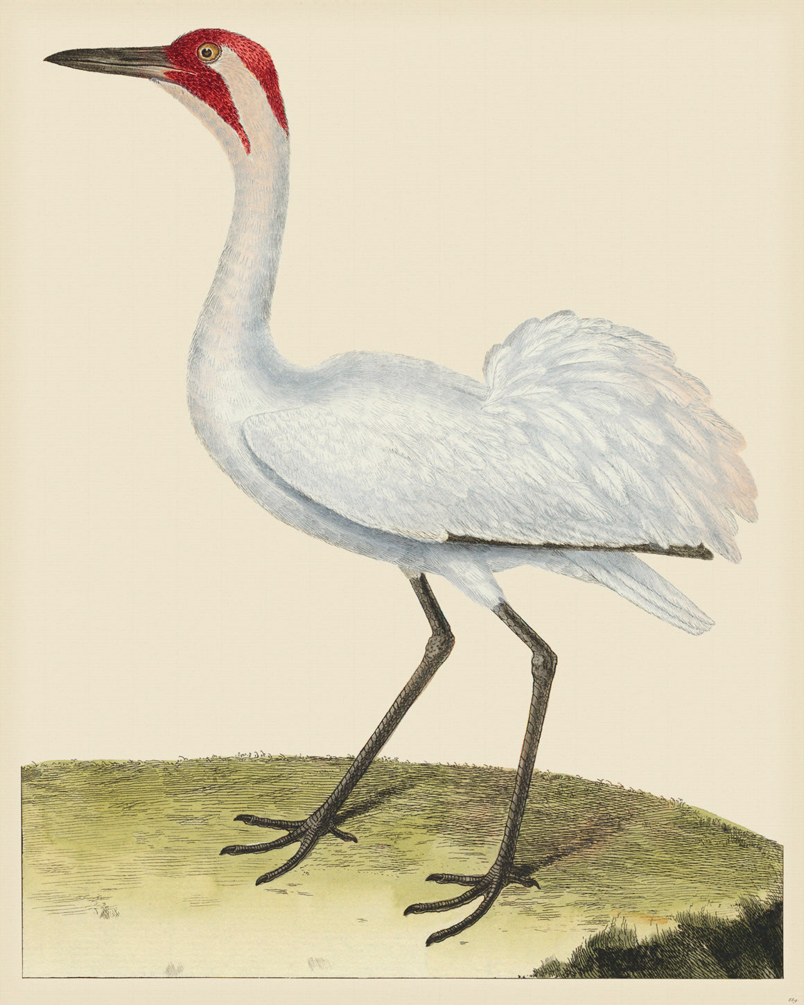 Martinet Magnified 889