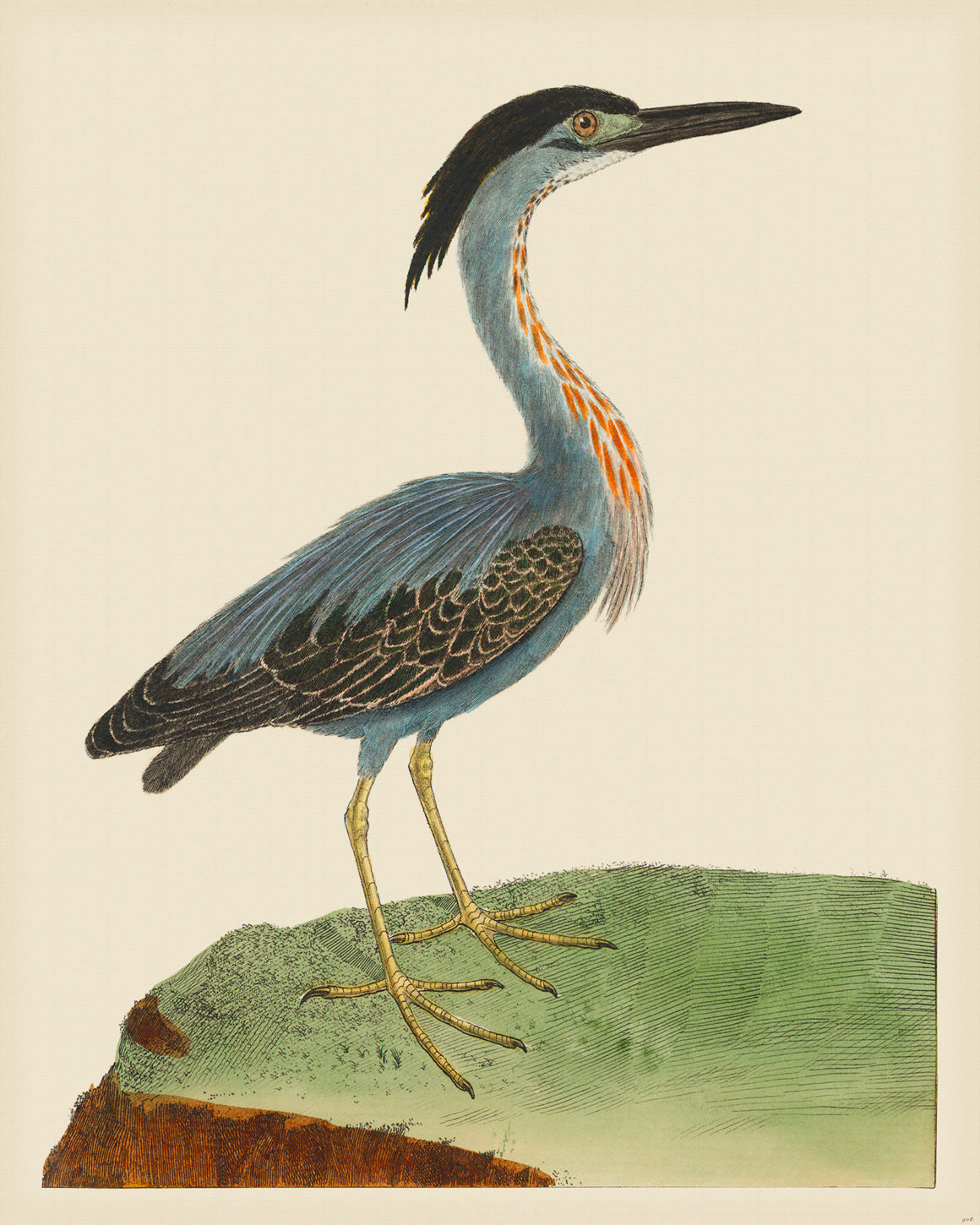 Martinet Magnified 908