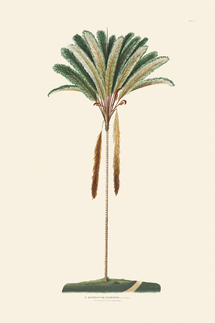 Rodrigues Palms 011B