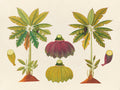 Tropical Botanica 40