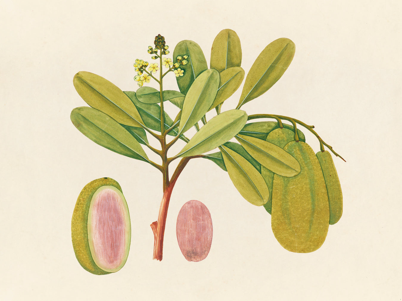 Tropical Botanica 01