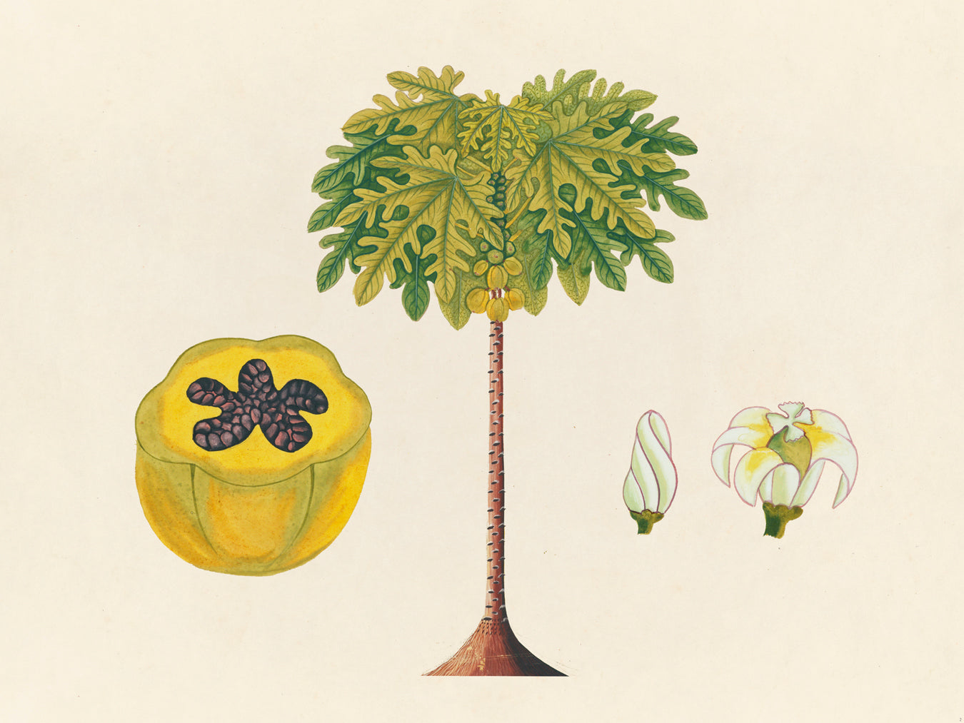 Tropical Botanica 02