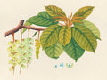 Tropical Botanica 03