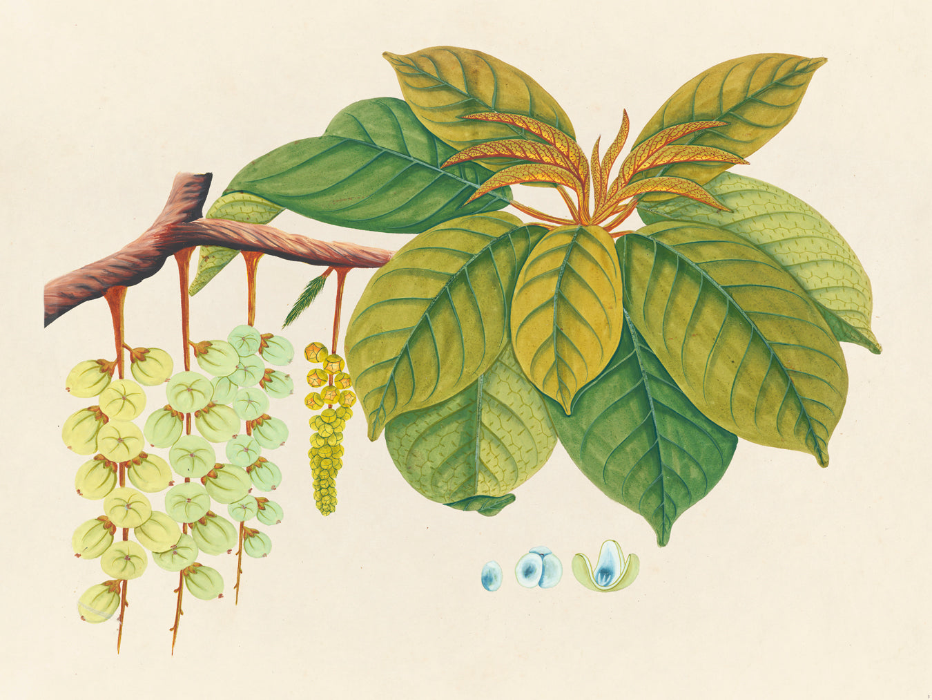 Tropical Botanica 03