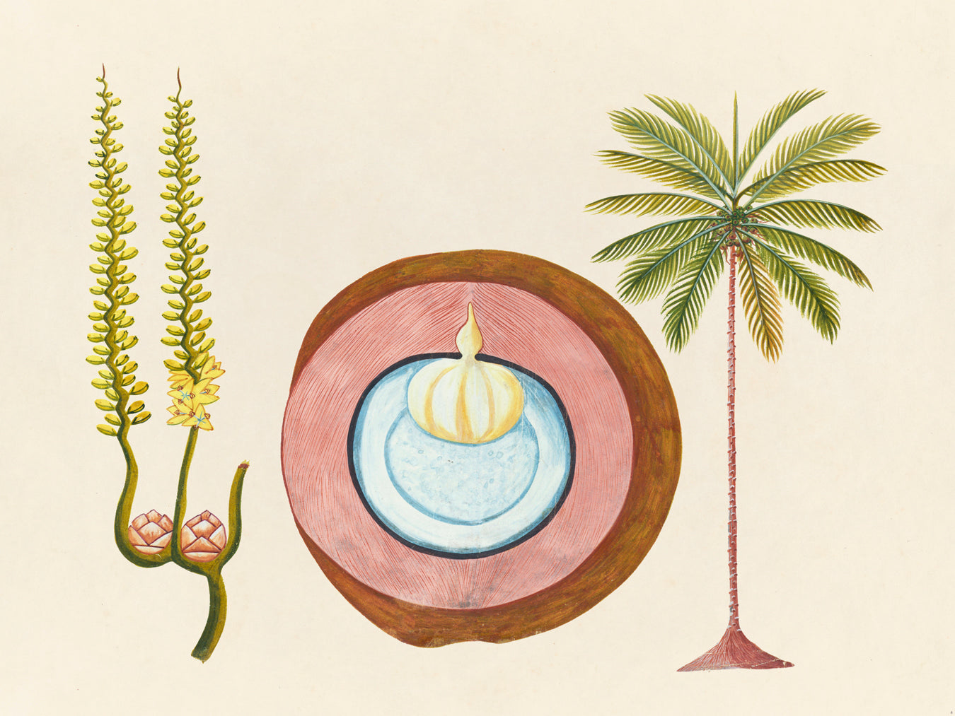 Tropical Botanica 04