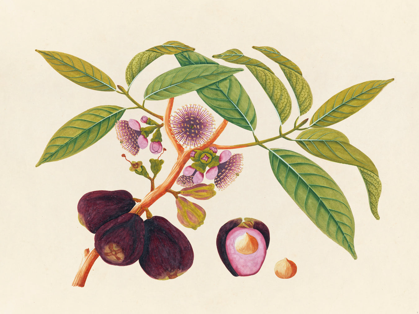 Tropical Botanica 05