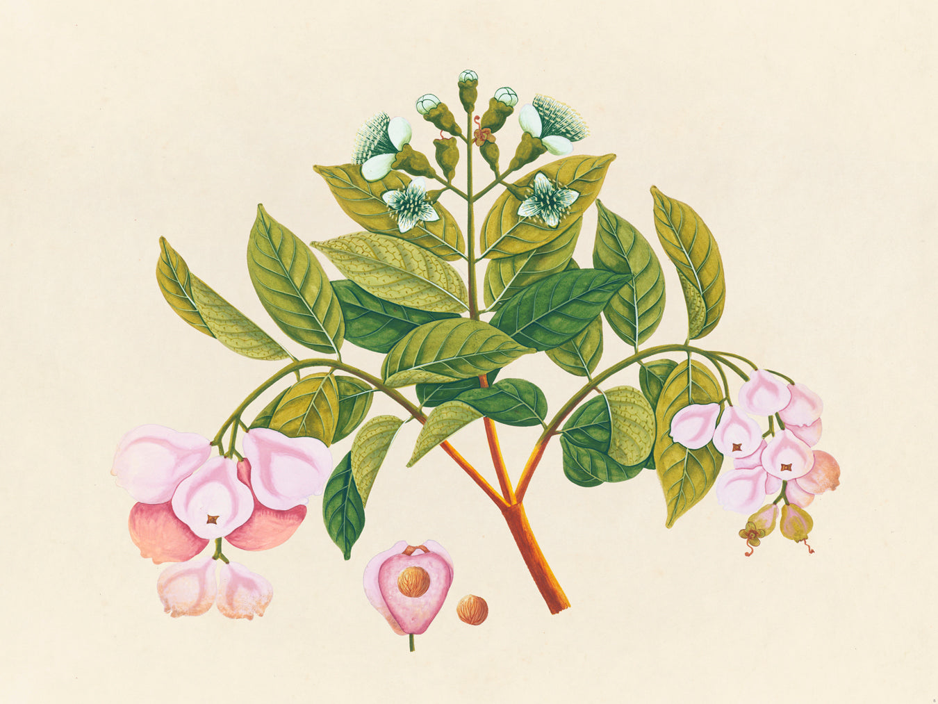 Tropical Botanica 06