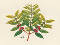 Tropical Botanica 07