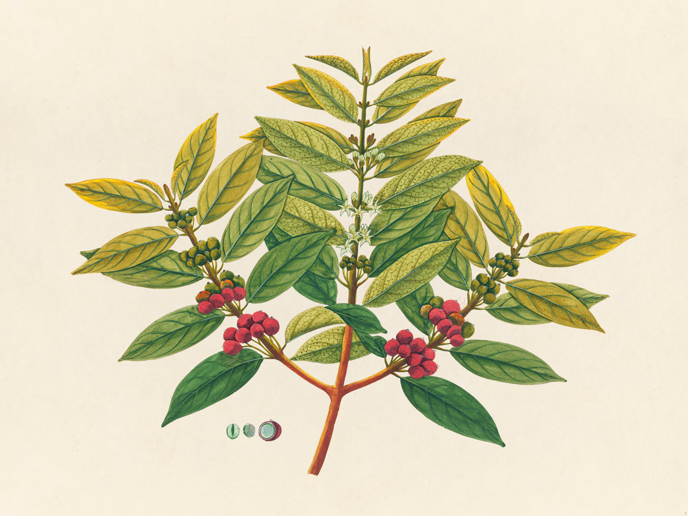 Tropical Botanica 07