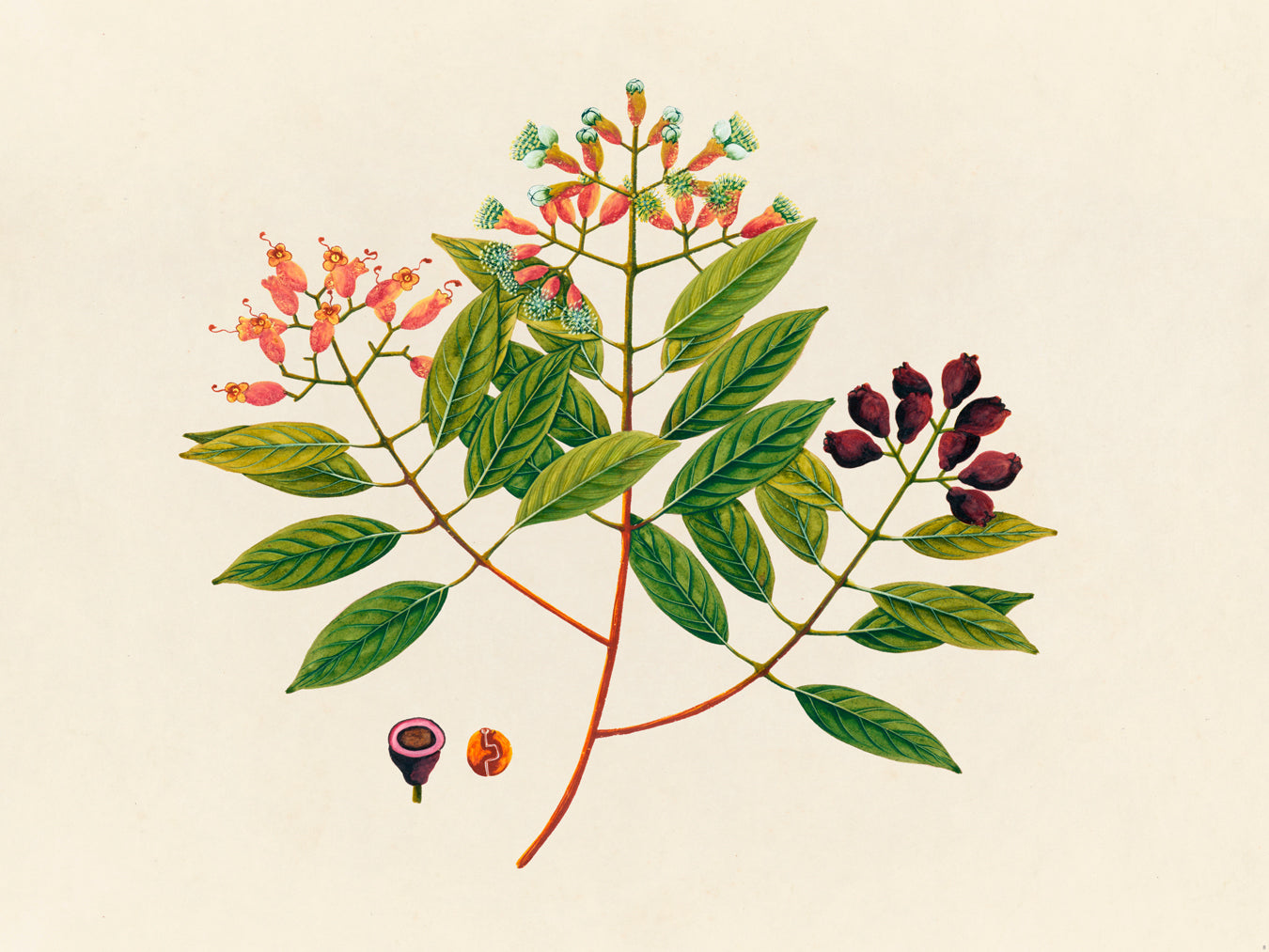 Tropical Botanica 08