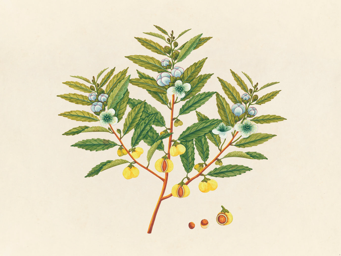 Tropical Botanica 09