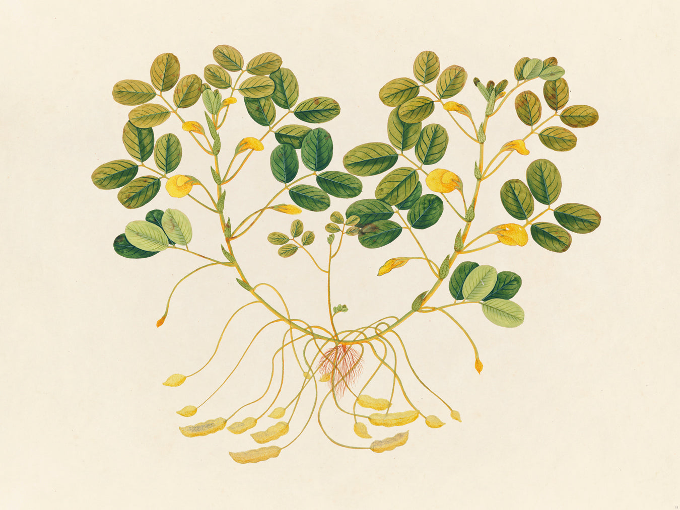 Tropical Botanica 11