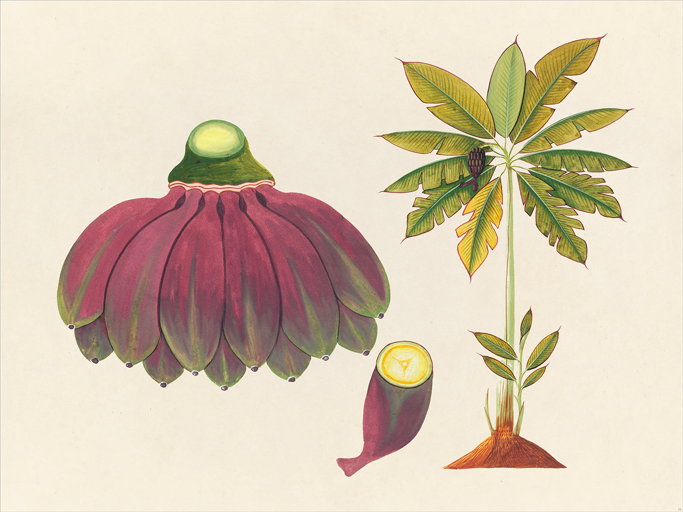 Tropical Botanica 15