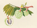 Tropical Botanica 22
