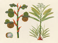 Tropical Botanica 24