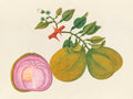 Tropical Botanica 33