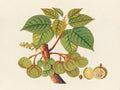 Tropical Botanica 39